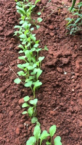 Radish plant sprouting